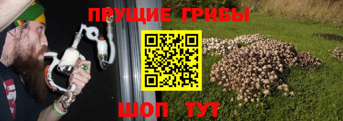 Галлюциногенные грибы GOLDEN TEACHER  Вход с VPN  Галлюциногенные грибы GOLDEN TEACHER  наркота  Новошахтинск 